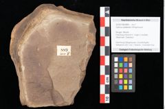Foto (Objekt + Etikett) von Quercus palaeoilex Ettingshausen (NHMW-GEO-2024-0188-0889)